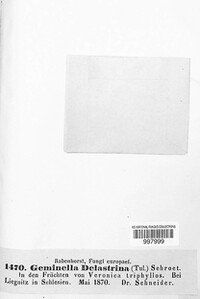 Schroeteria delastrina image
